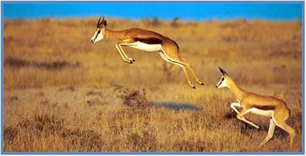 5 Hewan Tercepat di Darat Part I - Pronghorn (Kijang)