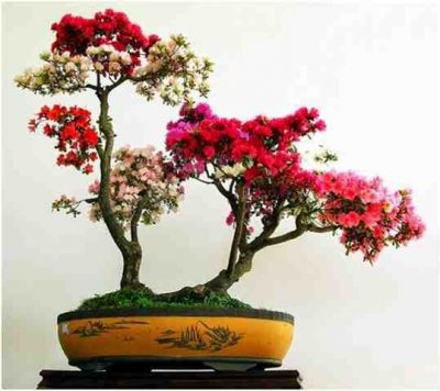 Kumpulan Foto Foto Bonsai-17