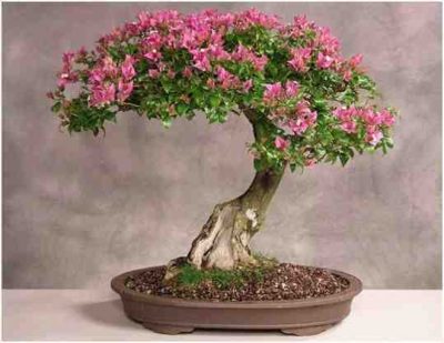 Kumpulan Foto Foto Bonsai-18