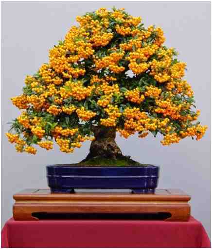 Kumpulan Foto Foto Bonsai-2