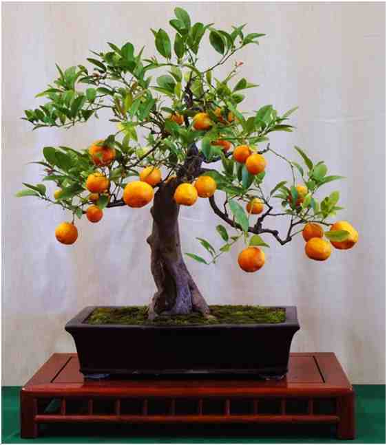 Kumpulan Foto Foto Bonsai-21