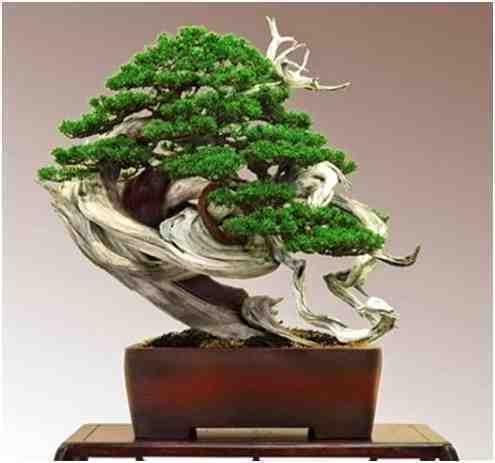 Kumpulan Foto Foto Bonsai-22