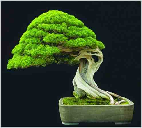 Kumpulan Foto Foto Bonsai-23