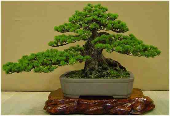 Kumpulan Foto Foto Bonsai-24