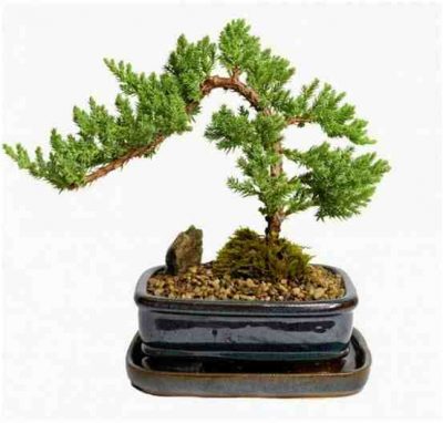 Kumpulan Foto Foto Bonsai-25