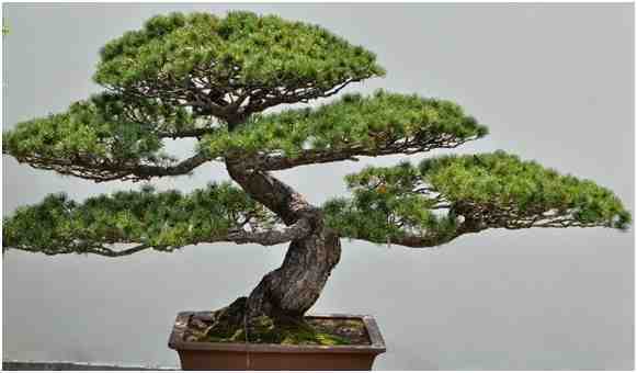 Kumpulan Foto Foto Bonsai-26