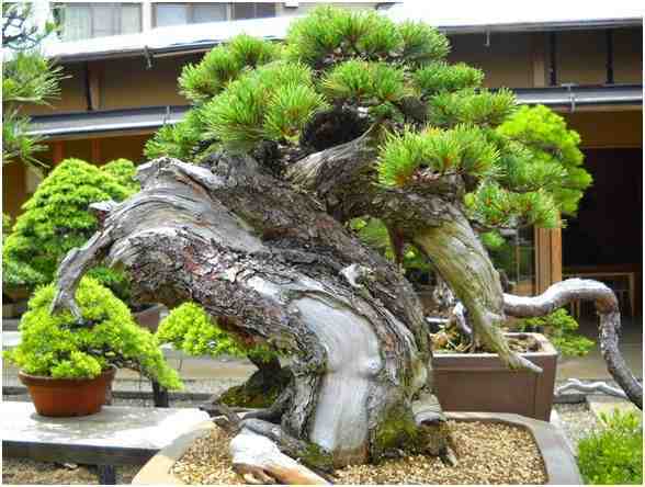 Kumpulan Foto Foto Bonsai-29