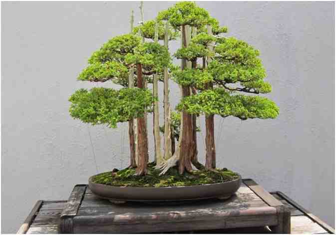 Kumpulan Foto Foto Bonsai-30