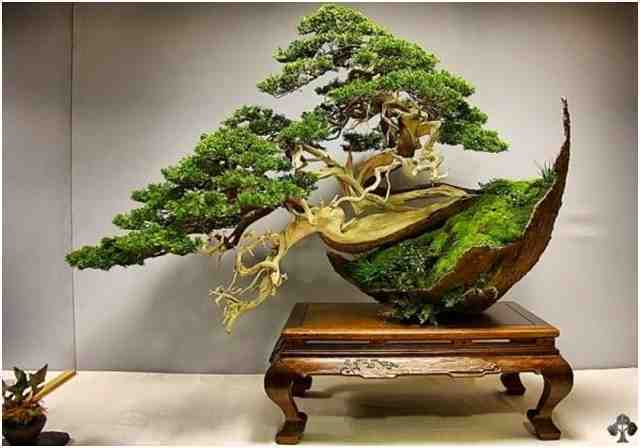 Kumpulan Foto Foto Bonsai