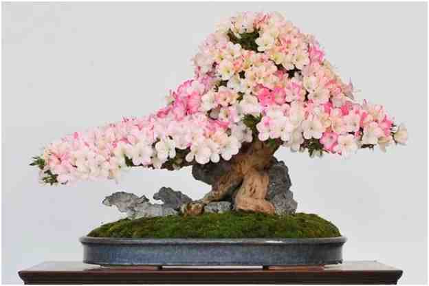 Pohon Bonsai Berbunga, Oleh Wolfgang Putzi