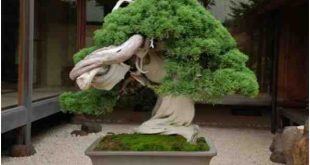 Pohon Bonsai Di Shunka-En, Oleh Kunio Kobayashi