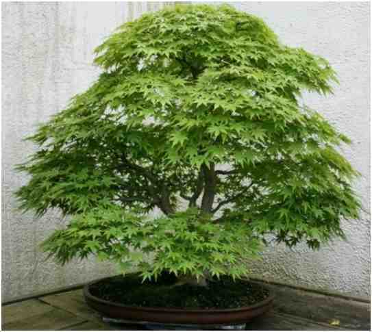 Pohon Bonsai Japanese Maple (Acer Palmatum), Oleh Walter Pall