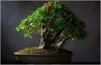 Pohon Bonsai Kecil, Shohin, Oleh Morten Albek