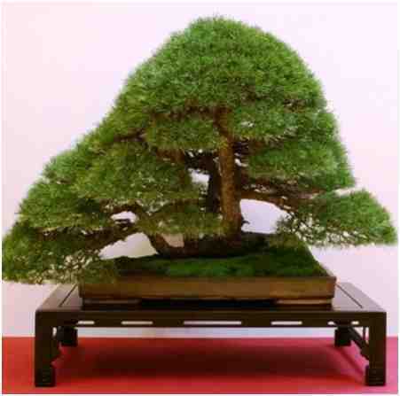 Pohon Bonsai Pinus Silvestris, Oleh Stefano Frisoni